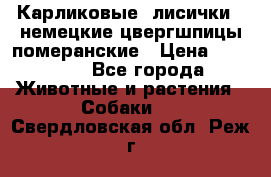 Карликовые “лисички“  немецкие цвергшпицы/померанские › Цена ­ 35 000 - Все города Животные и растения » Собаки   . Свердловская обл.,Реж г.